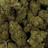 Fleur de CBD - CHARLOTTE'S WEB