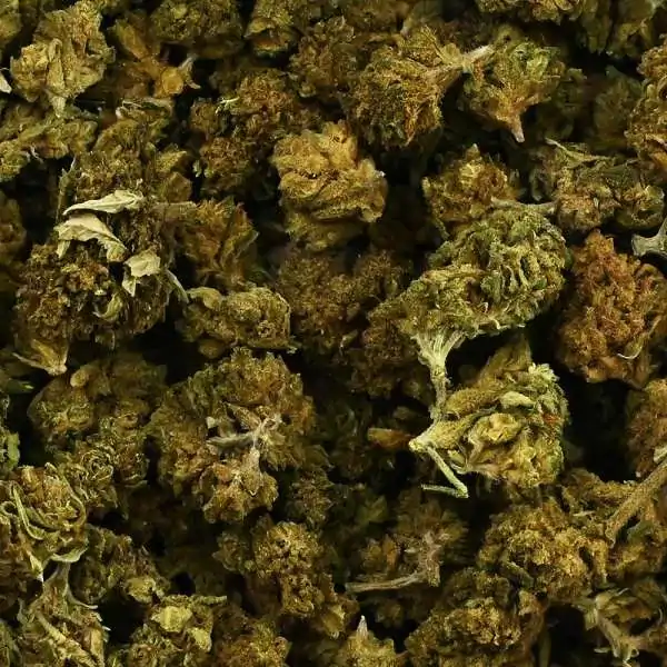 Fleur de CBD - SMALL BUD