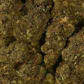 Fleur de CBD - AMNESIA HAZE