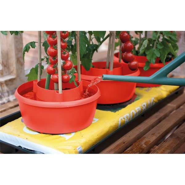 Halos de plantes (lot de 3)...