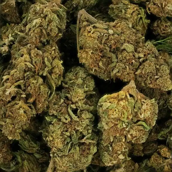 Fleur de CBD - LEMON HAZE