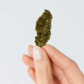 Fleur de CBD - LEMON HAZE