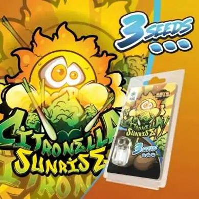 3 Graines Citronella Sunrise AUTO | Plant of Life