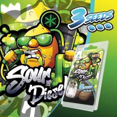 3 Graines Sour Diesel AUTO | Plant of Life