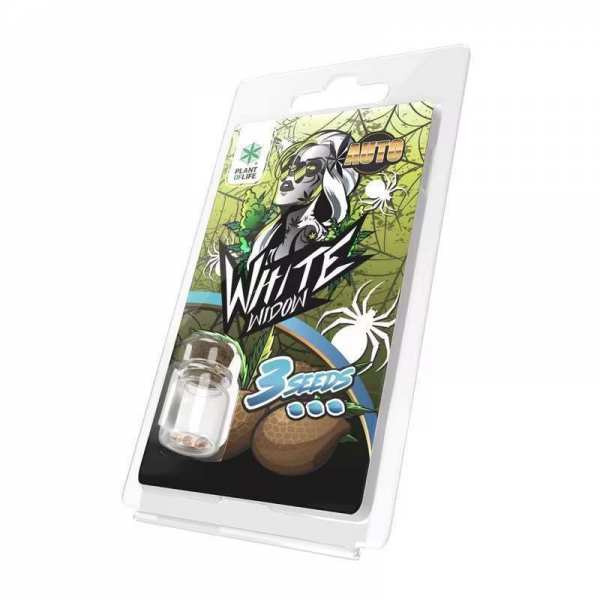 3 Graines White Widow AUTO...