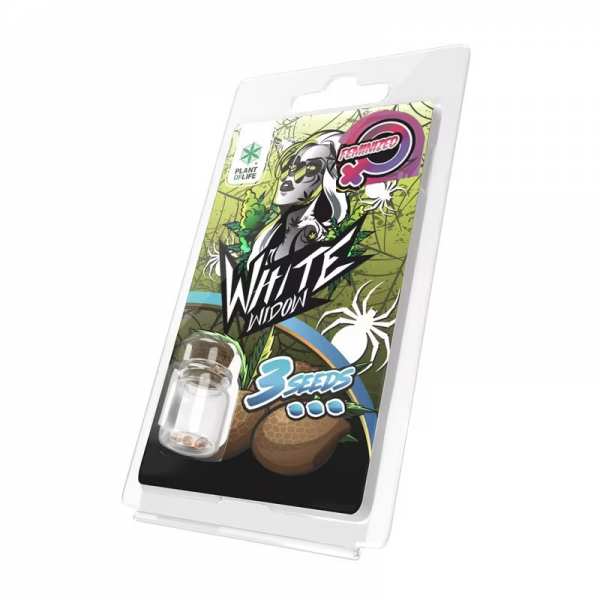 3 Graines White Widow...