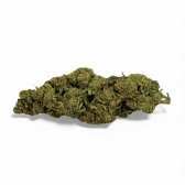 Fleur de CBD Super White Frost Greenhouse