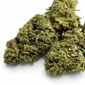 Fleur de CBD Super Silver Haze Indoor