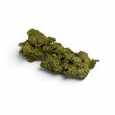 Fleur de CBD Jack Herer Indoor