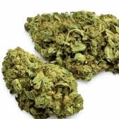 Fleur de CBD Mango Kush Indoor