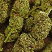 Fleur de CBD - OG DIAMOND