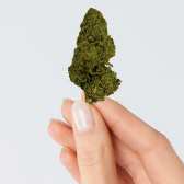 Fleur de CBD - BZ1