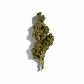 Fleur de CBD - RAINBOW KUSH