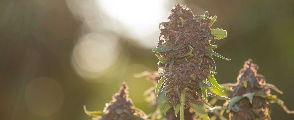 Cannabis Haze Cannabis Haze
