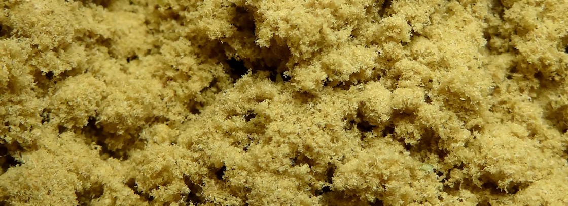 Iceolator Hash Iceolator Hash
