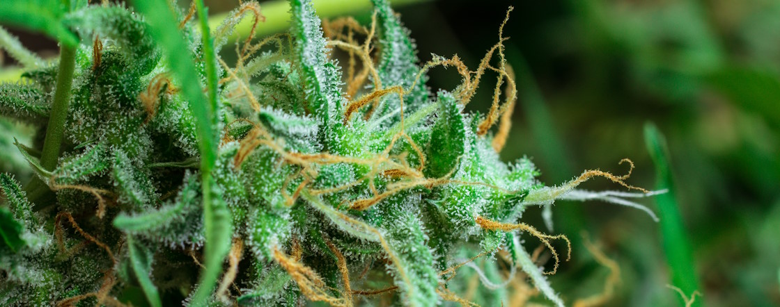 zoom fleur trichomes zoom fleur trichomes