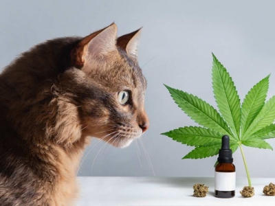 CBD pour Animaux
