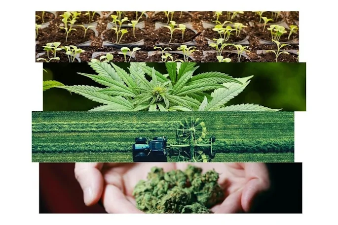 FLEUR DE CBD 